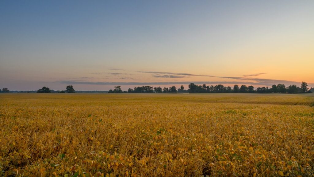 Split market seen for Prairie farmland ahead of FCC 2025 values report