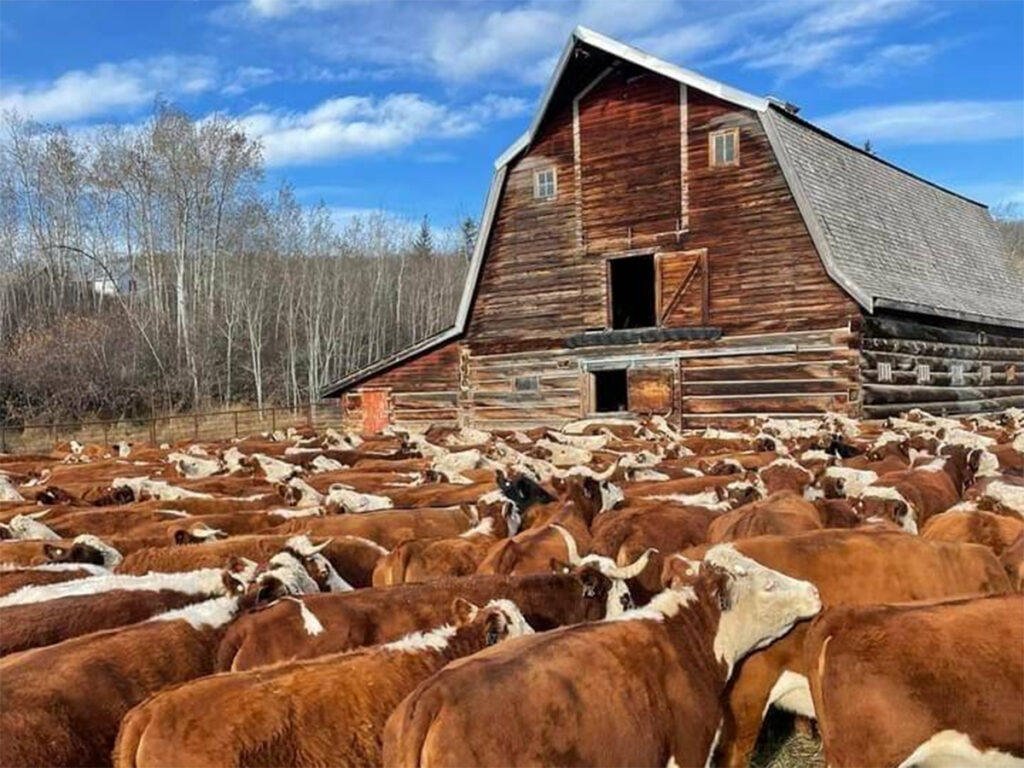 Cattle crowd a pen in front of an old barn under a mostly-blue sky.