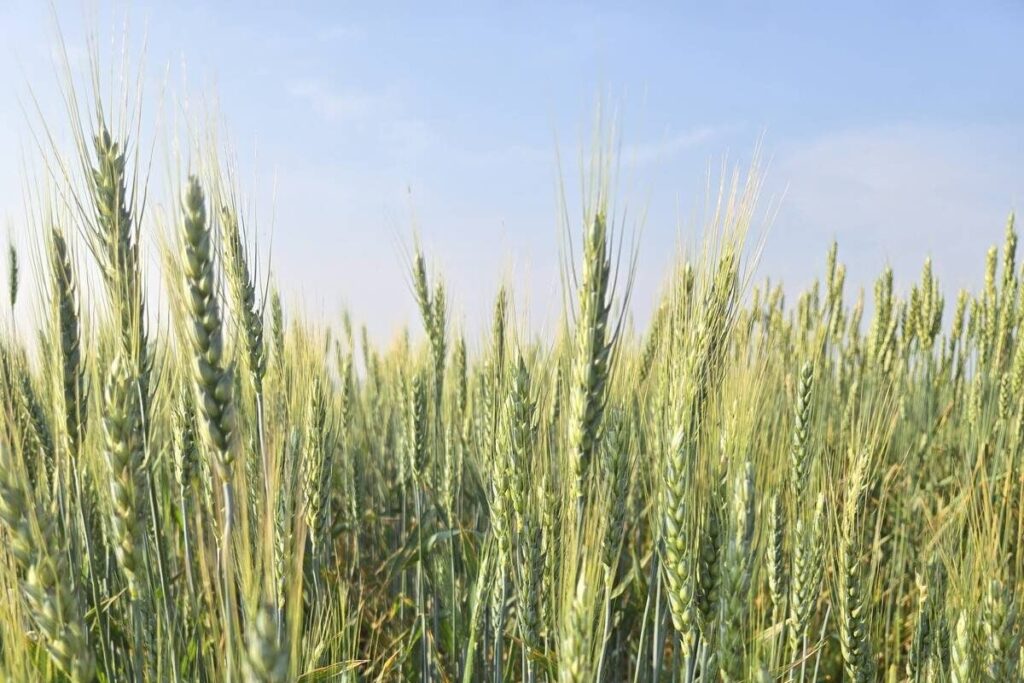 Wheat varieties on display at Agriculture and Agri-Food Canada research plots outside Brandon on Aug. 7, 2025. Photo: Miranda Leybourne
