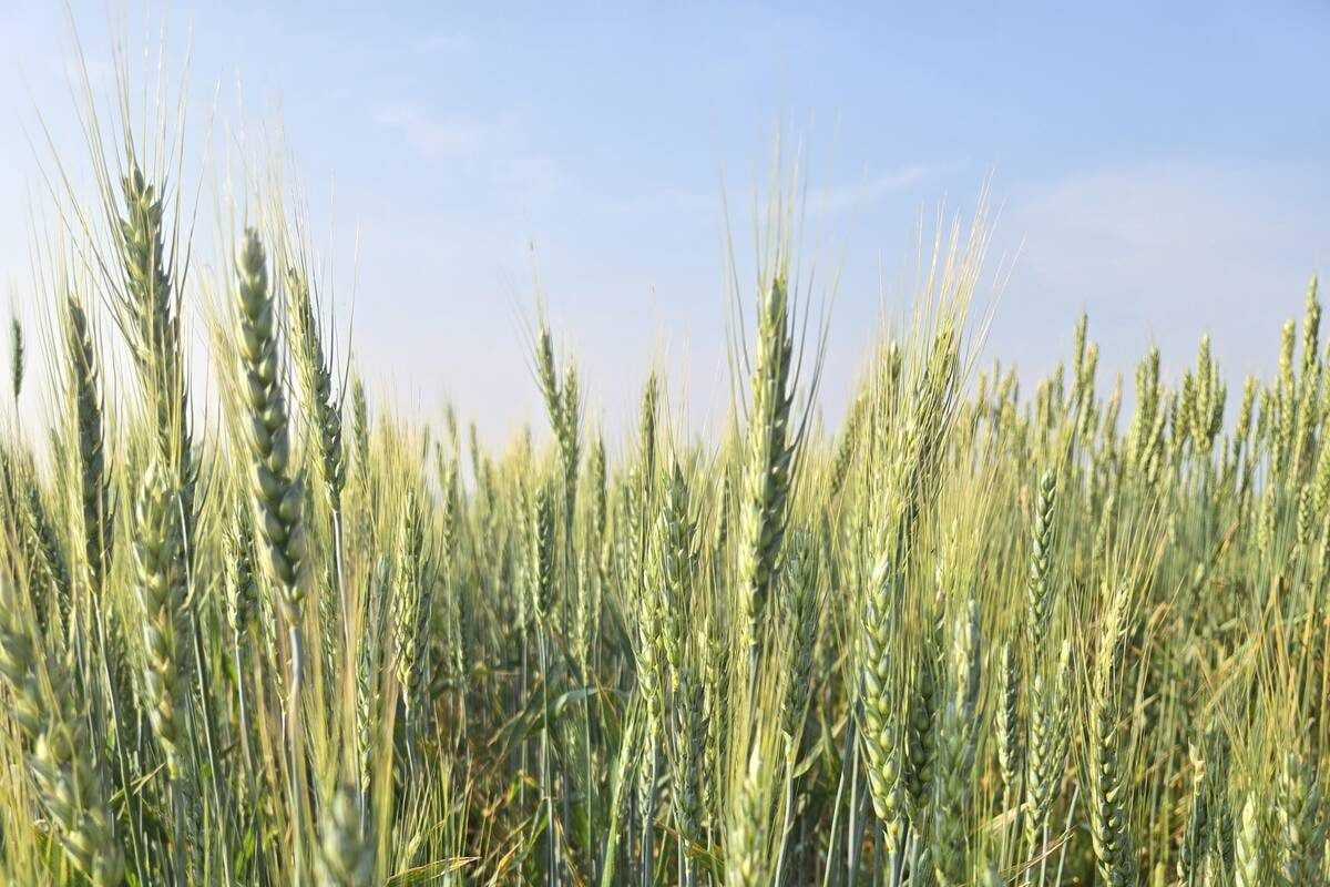 Wheat varieties on display at Agriculture and Agri-Food Canada research plots outside Brandon on Aug. 7, 2025. Photo: Miranda Leybourne