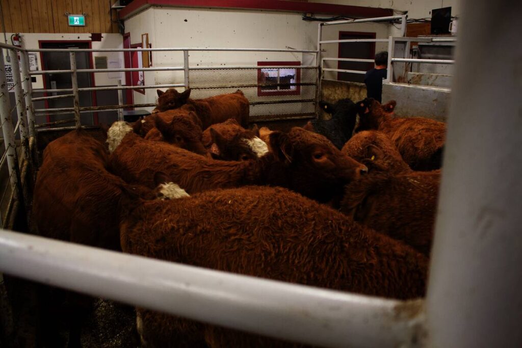 Canadian Cattle Association won’t back traceability changes