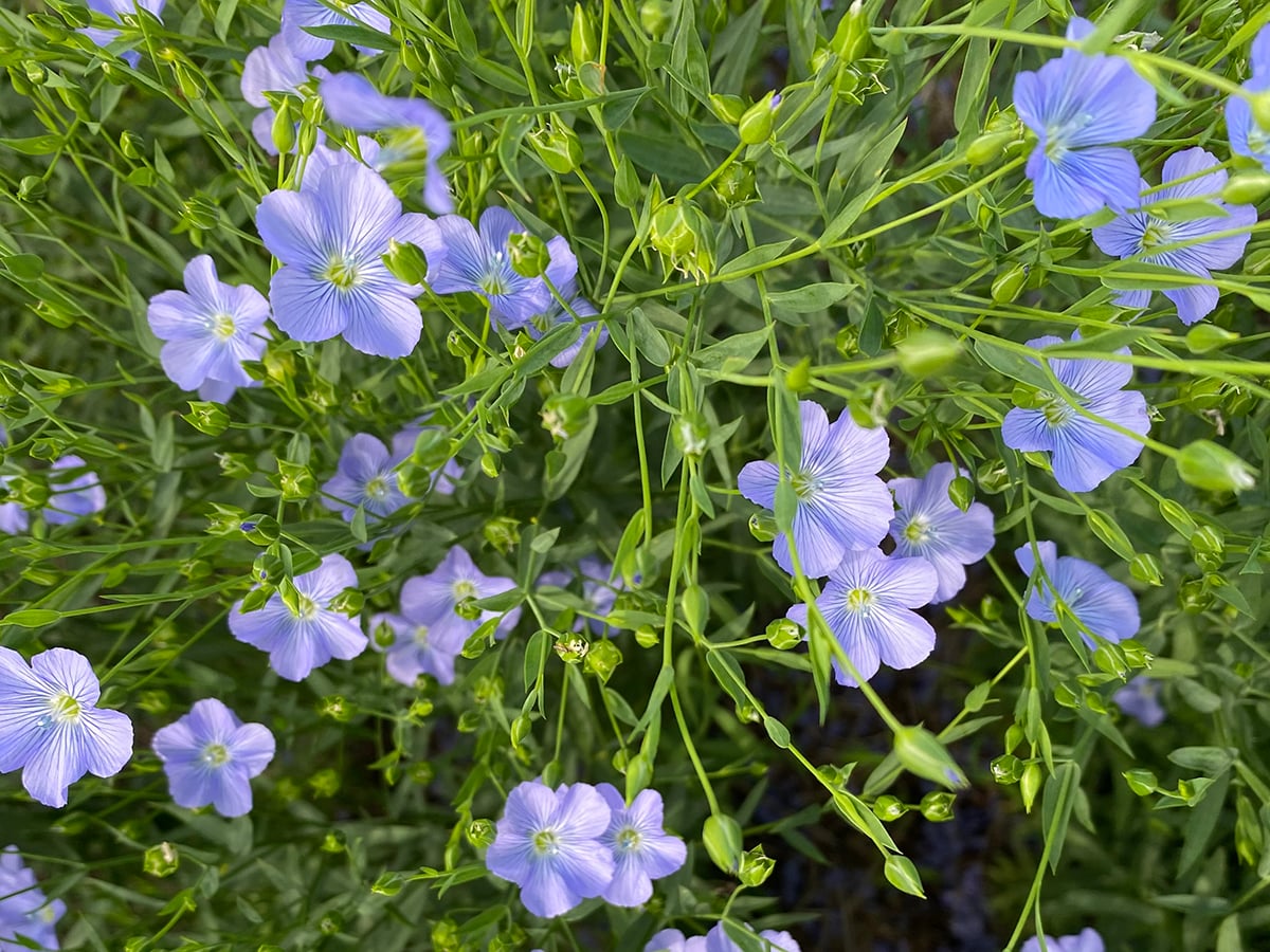 A close up of several flax plants in full, purple, bloom.