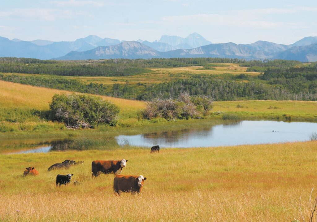 Some cattle graze in a scenic pasture above a small pond in the bottom of a valley with snow-capped mountains in the background.