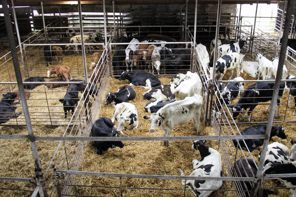 Live cattle gave up some of Tuesday’s gains before settling slightly higher, with a meatpacking plant on strike and dry weather and fires in Nebraska further tightening historically low cattle numbers. Photo: Geralyn Wichers
