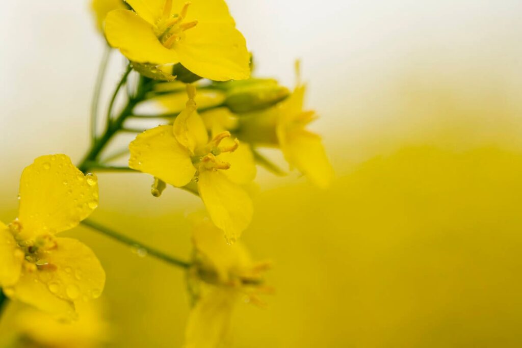 China slashes anti-dumping tariff on Canadian canola in final ruling
