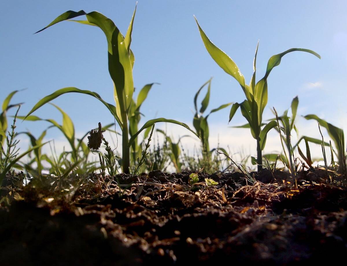 Healthy green corn stalks growing in rich, dark soil illustrating the link between soil organic matter and nitrogen mineralization for optimal crop growth.