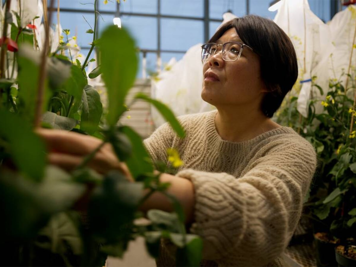 A researcher looks at plants in a glasshouse. Photo: Supplied
