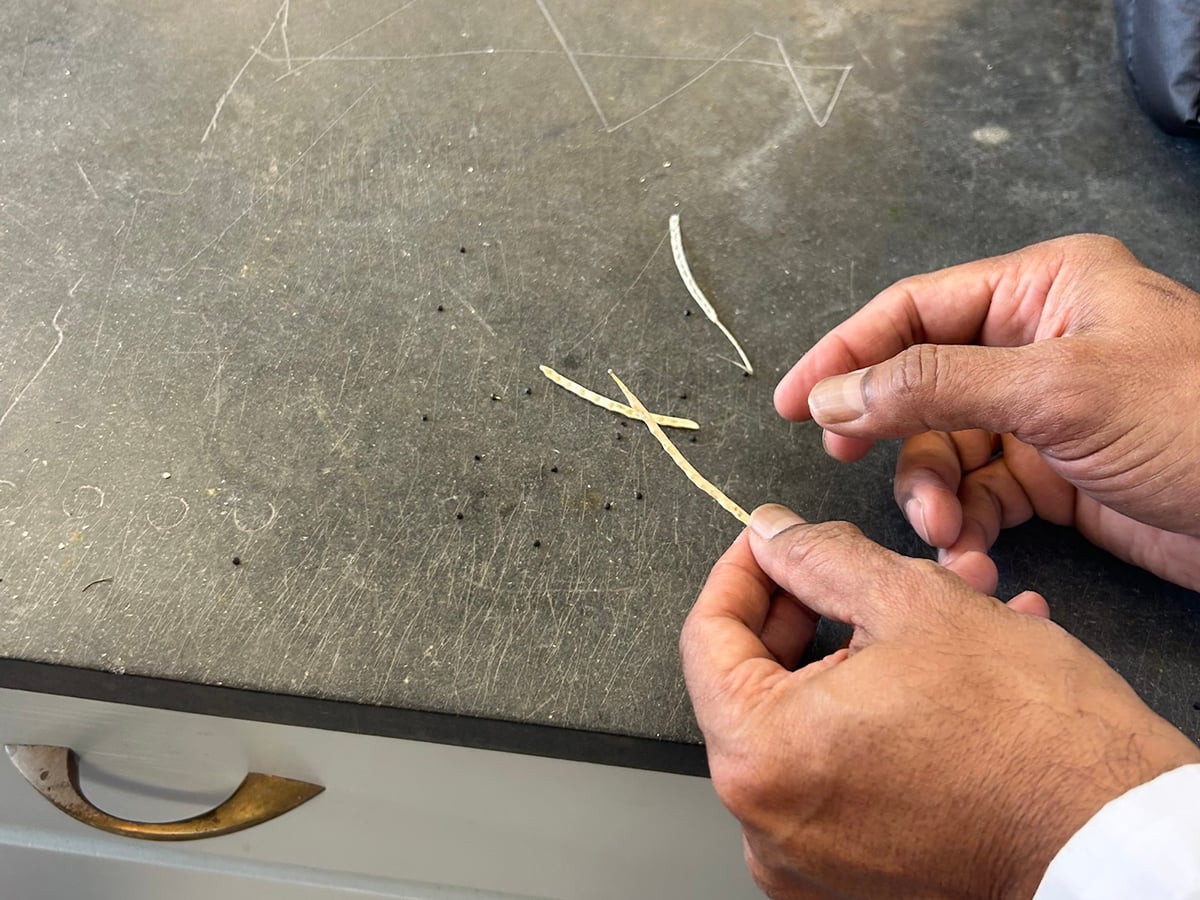 A man's hands hold a dry canola pod in a lab at the University of Calgary.