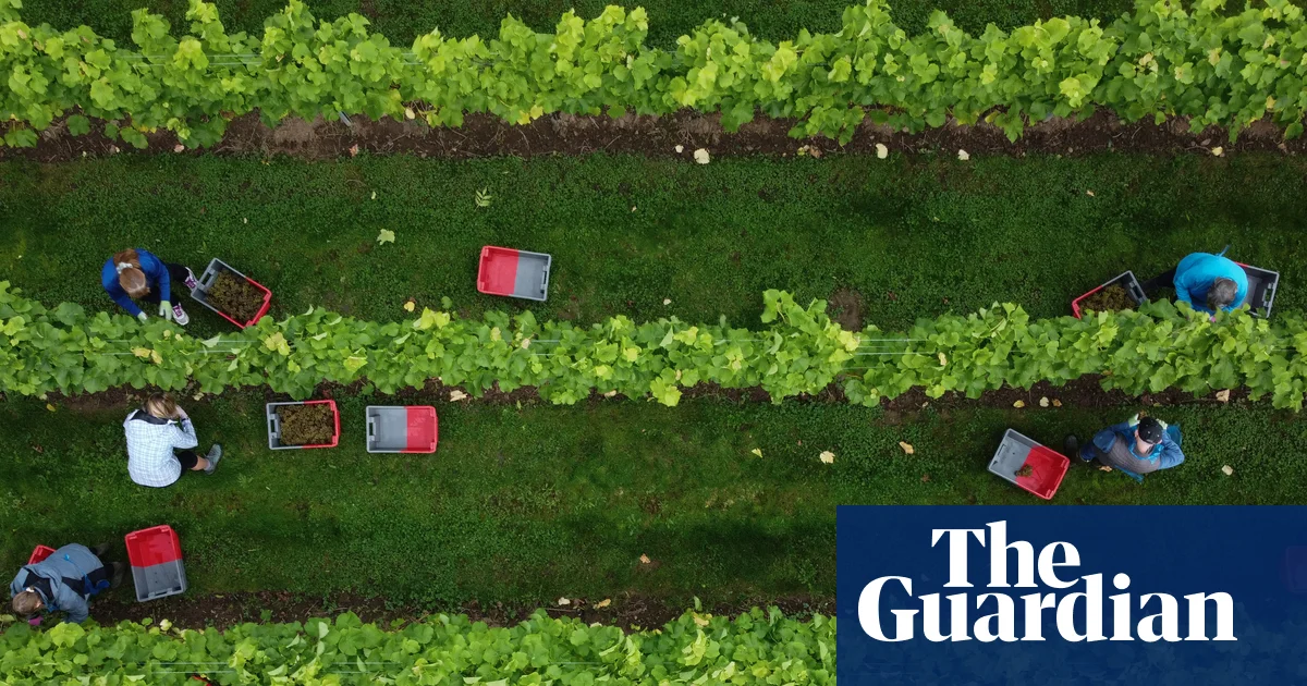 English and Welsh winemakers report sharp rise in production in 2025 | Food & drink industry