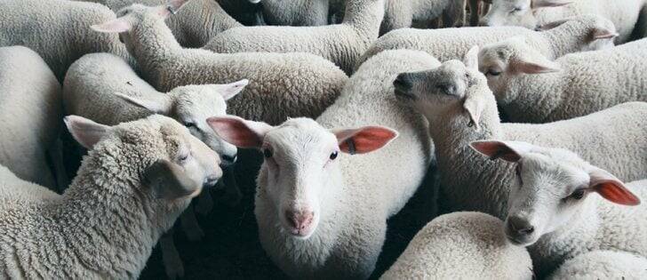 sheep