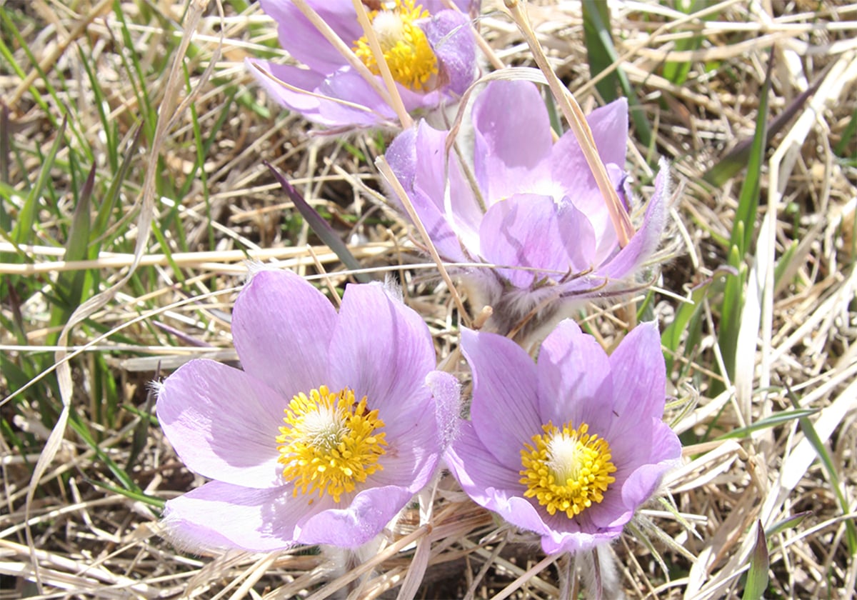 A close-up of four crocus blooms on a sunny spring day.