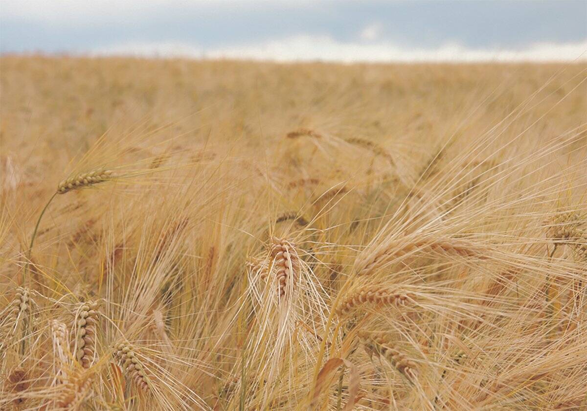 Consistent demand and a “successful” export program for feed barley will continue to support prices over the next six weeks, said Jim Beusekom.
