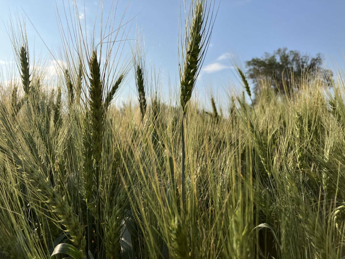 A low angle shot of a winter wheat crop on a sunny late summer day.