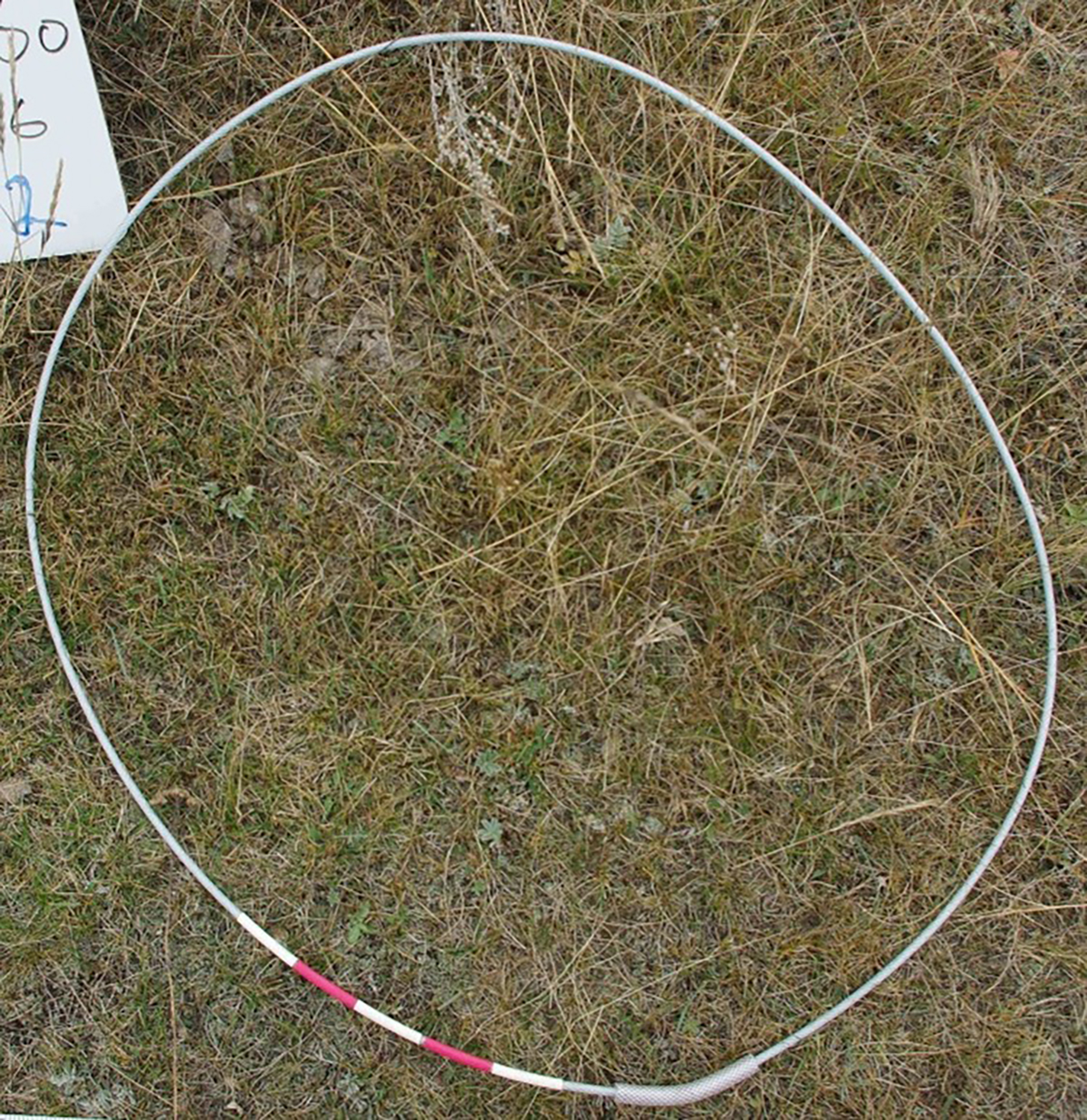 A hoop thrown on the ground in the midst of a forage crop showing less than 100 per cent canopy cover and limited litter.