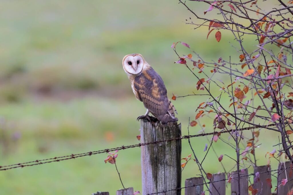Barn owl bird at Delta BC Canada