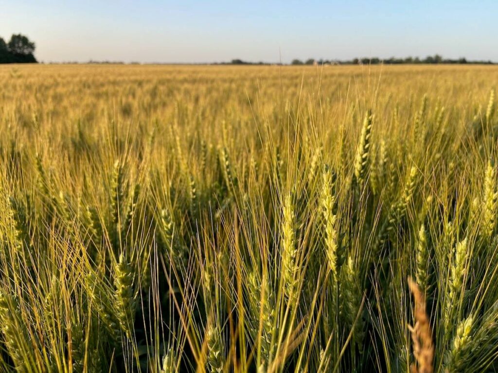 Ontario wheat maturing quickly in 2025. Photo: John Greig