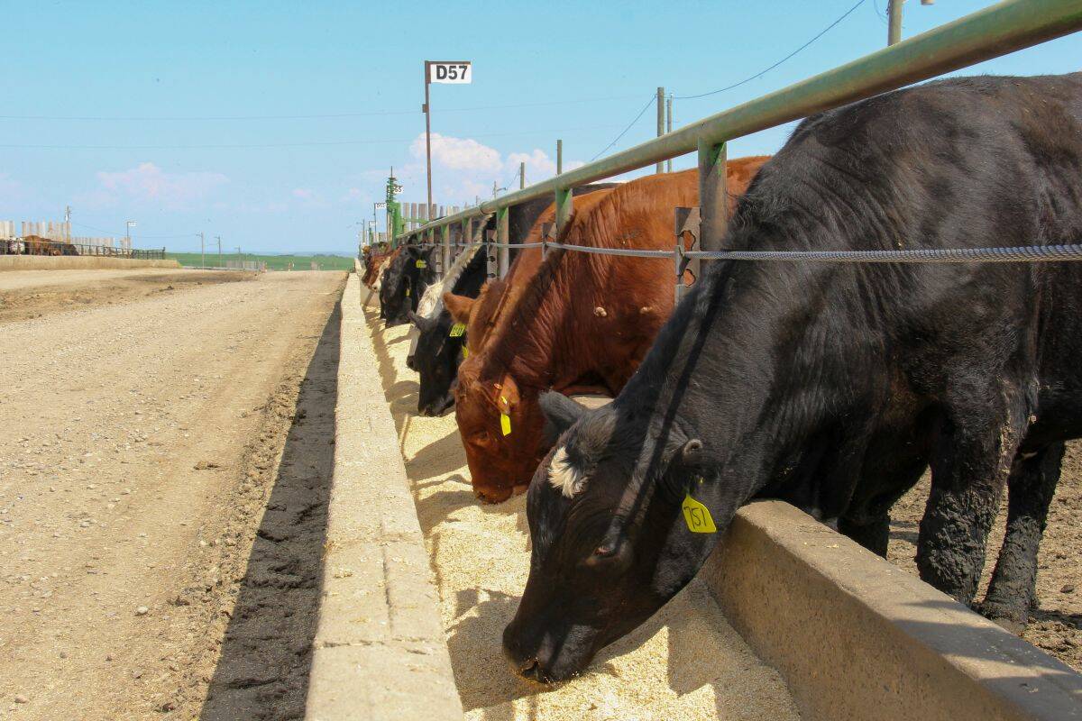 Cattle in an Alberta feedlot, 2023. Photo: Geralyn Wichers