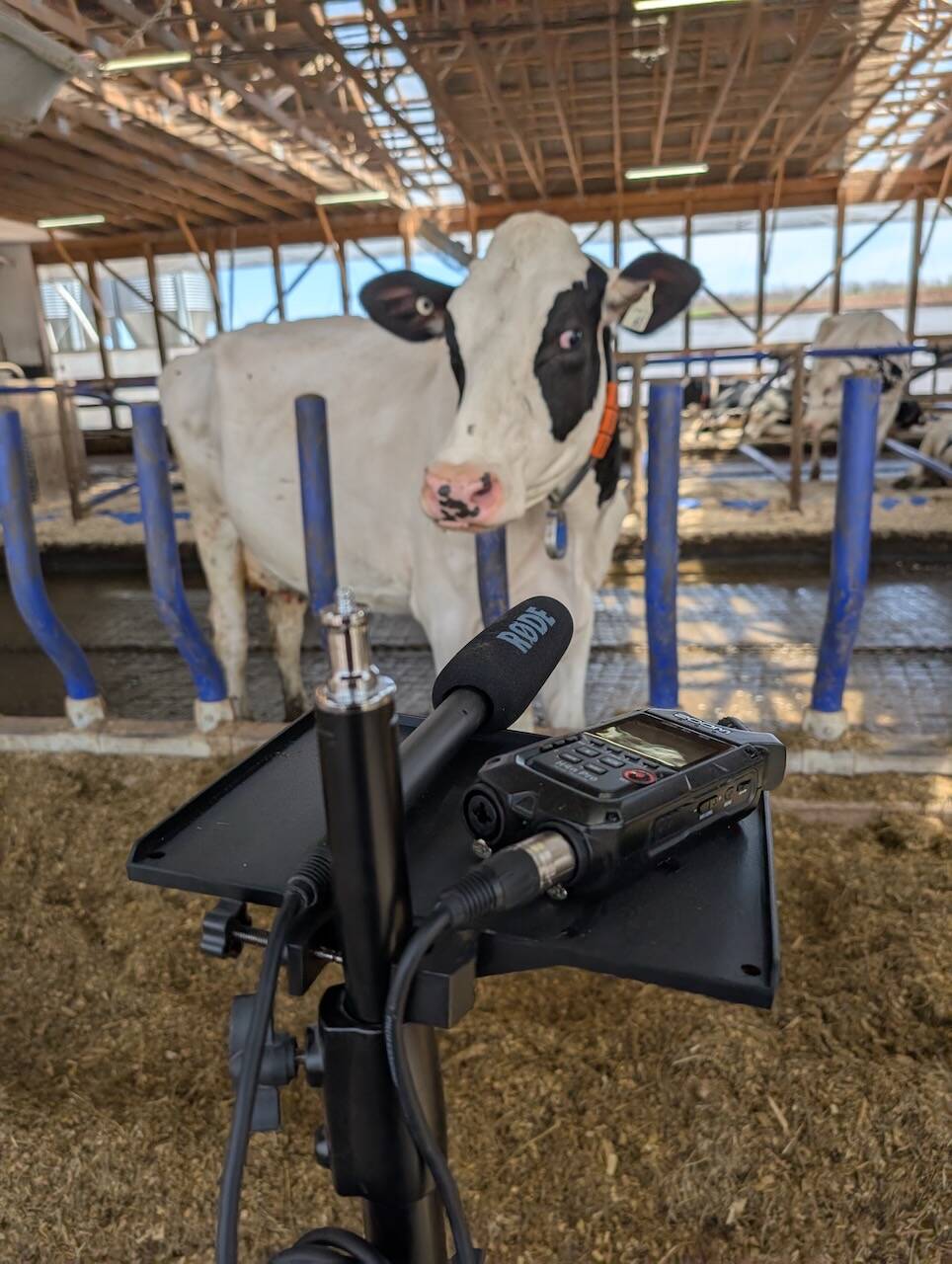 High-sensitivity microphones and digital field recorders used by the Mooanalytica team to collect more than 300 hours of dairy cow vocalizations for training the AI models behind the MooLogue app.
Photo: Suresh Neethirajan, Dalhousie University.