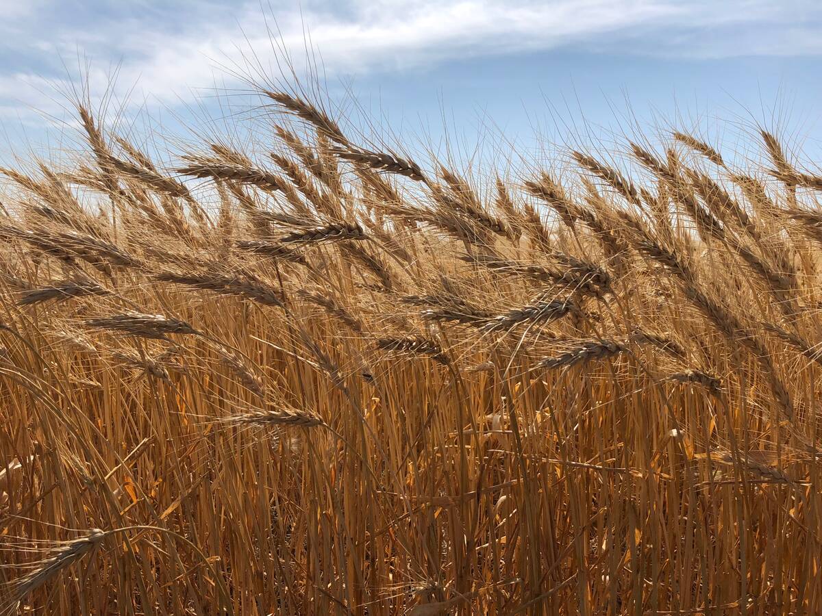 Wheat field in St. Andrews, Manitoba in 2018.