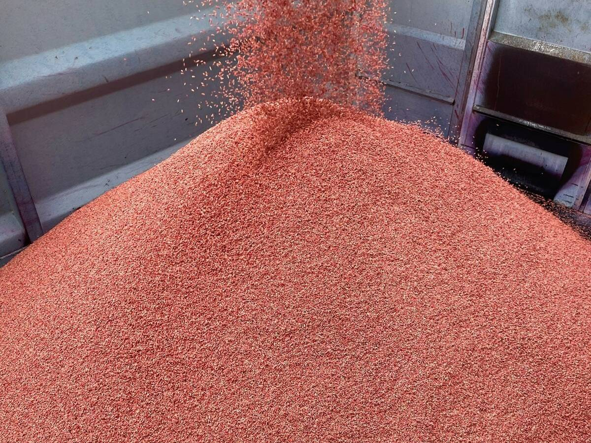 Wheat seed treated with Raxil Rise. Photo: Courtesy of Beth Brown, Bayer Crop Science.