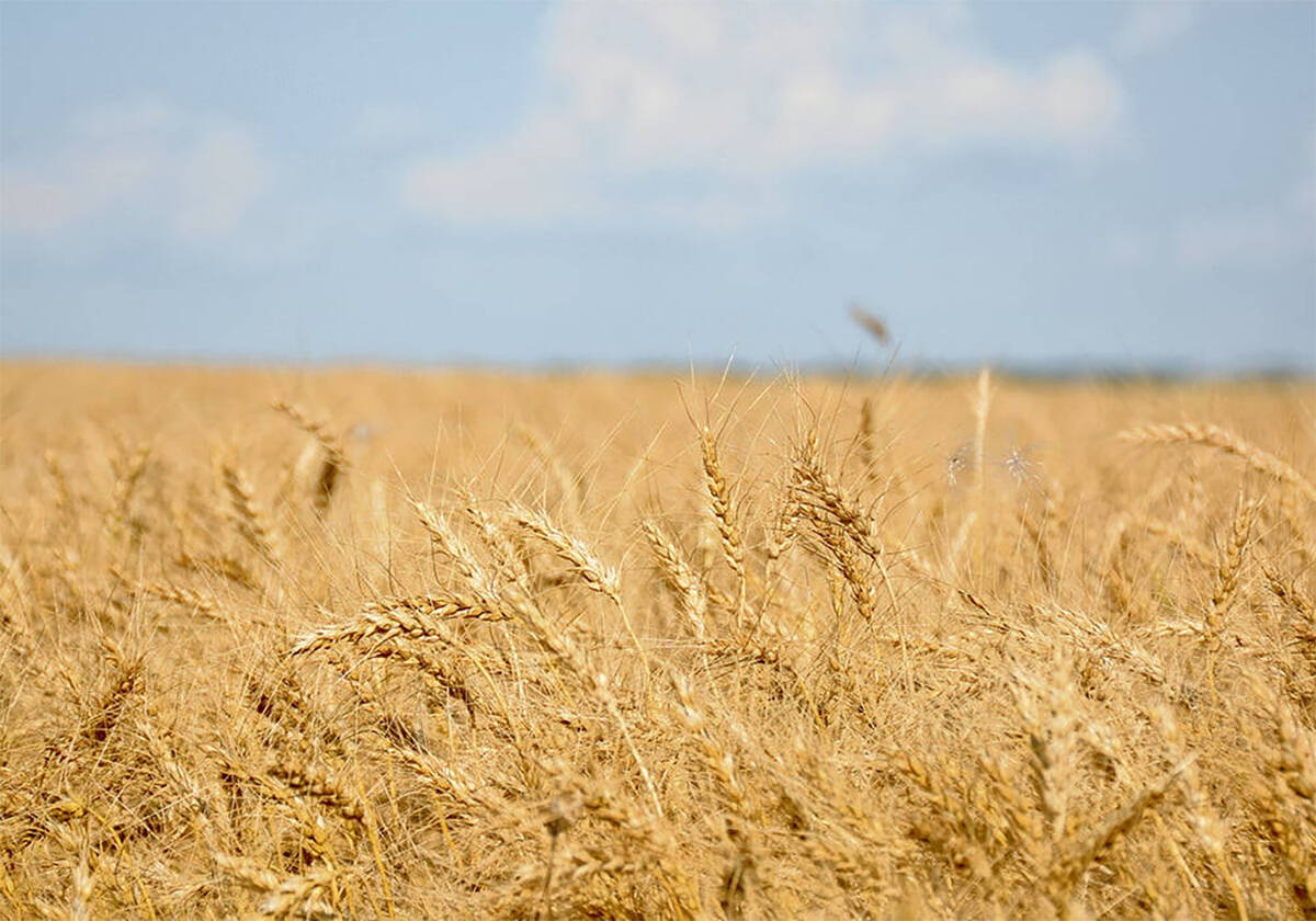 A stand of nearly ripe wheat on a sunny day.