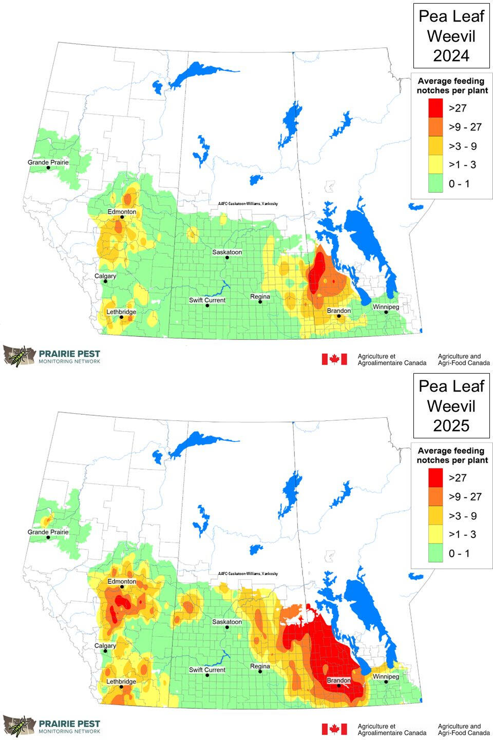 Pea leaf weevil feeding intensity across the Prairies in 2024 (top) and 2025 (bottom), based on Prairie Pest Monitoring Network data. The 2025 map shows increased feeding and expanded pressure into parts of Saskatchewan and Manitoba.