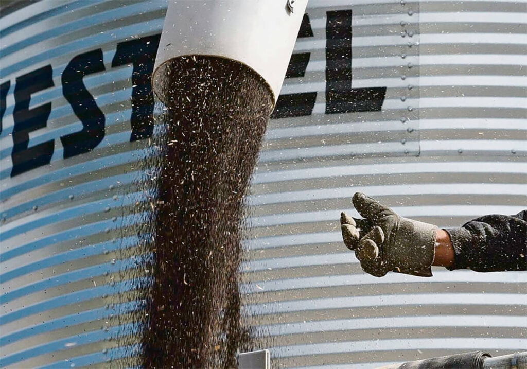 February canola crush up from 2025, StatCan reports