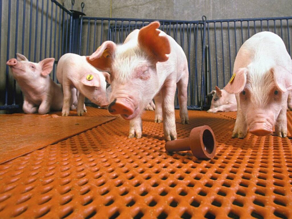 Research recruits beneficial bacteria against Strep suis in piglets