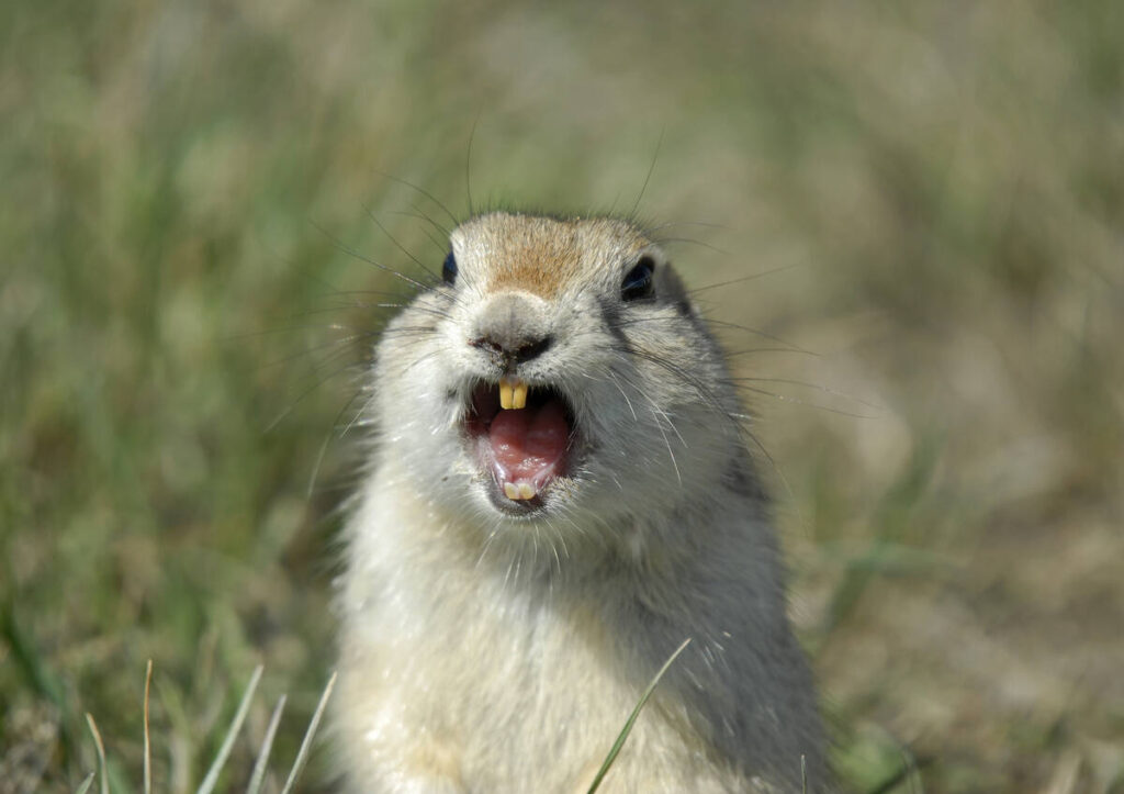 Saskatchewan, Alberta farmers get strychnine against gophers until late 2027