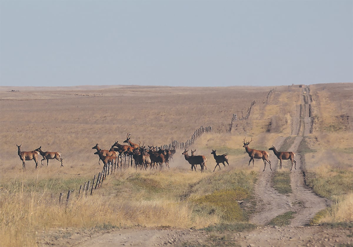 A herd of about 20 elk bunch up as they hop a barbed wire fence surrounding a pasture.