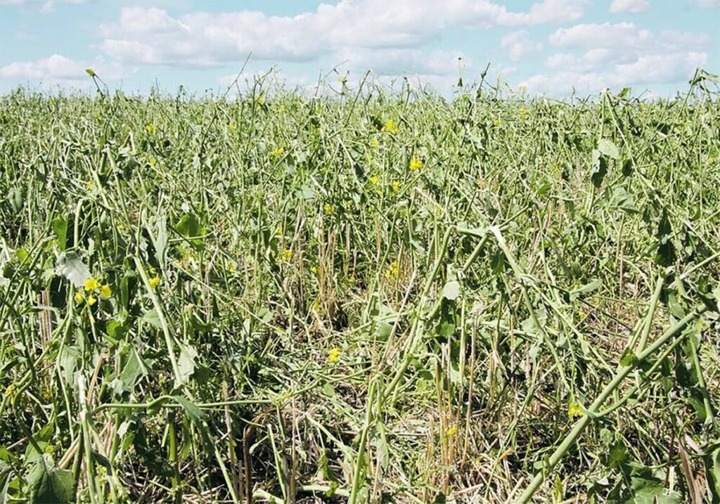Hail damage is visible in a canola crop with a few yellow blooms.