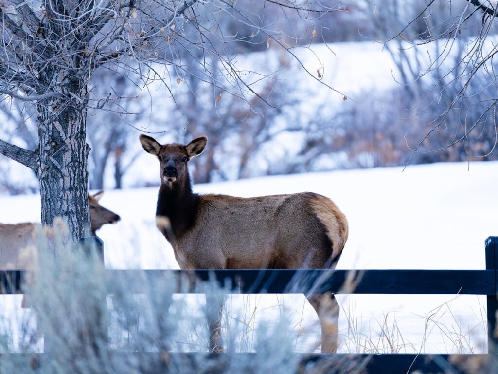 Two elk stand near a fence in winter.