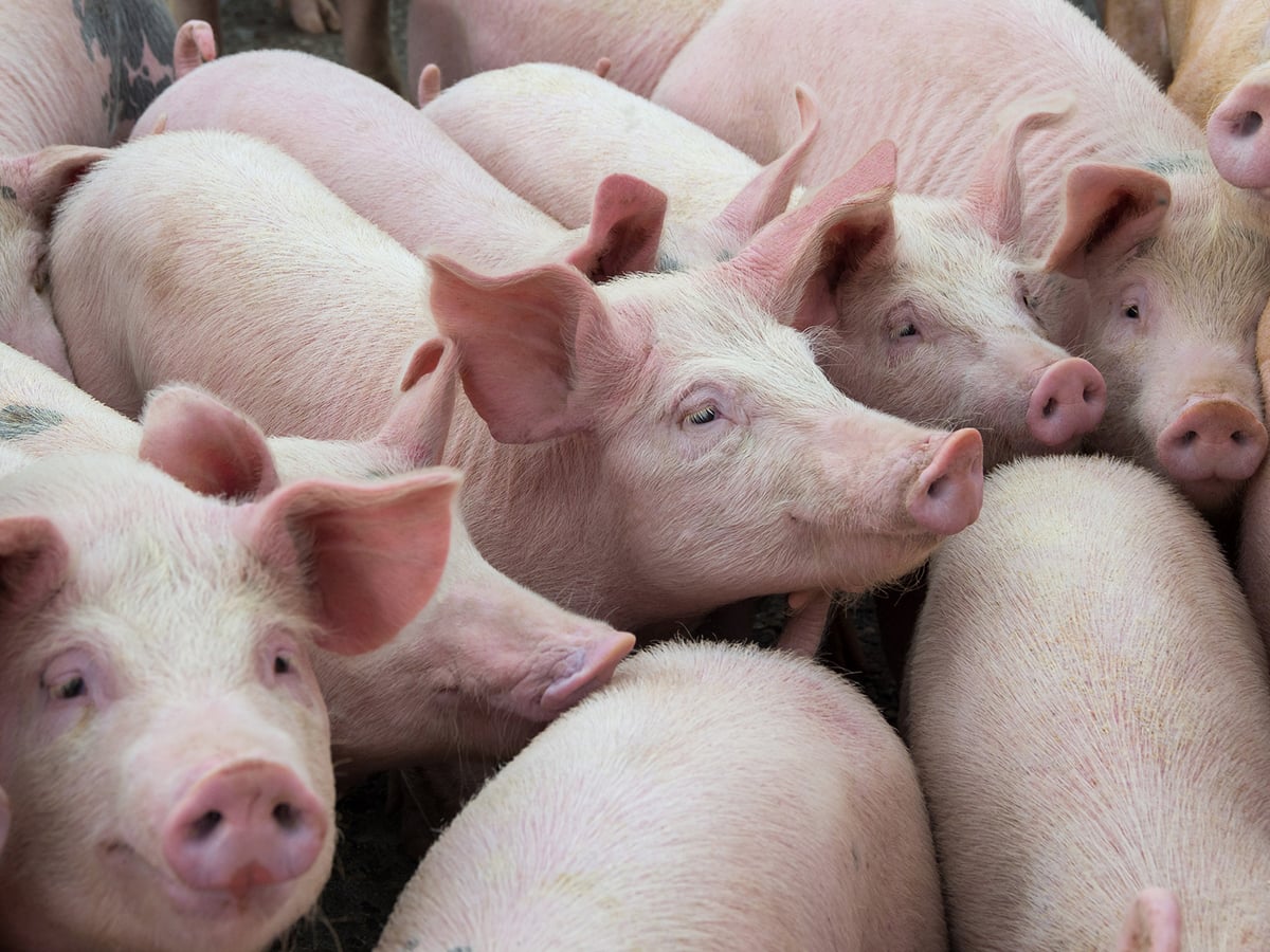 Pigs stand close together in a pen inside a pig barn.
