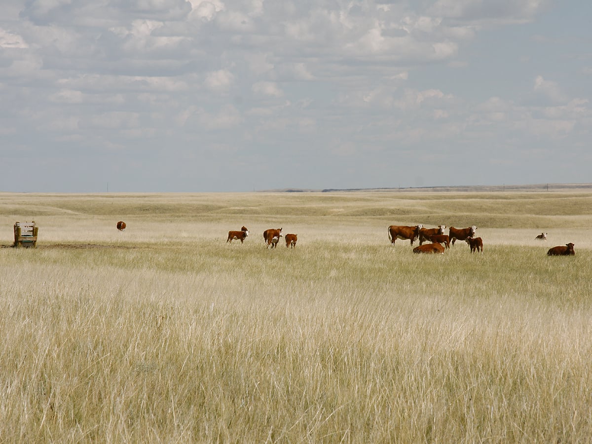 A number of cattle are near a water trough in a dry pasture on a summer day.