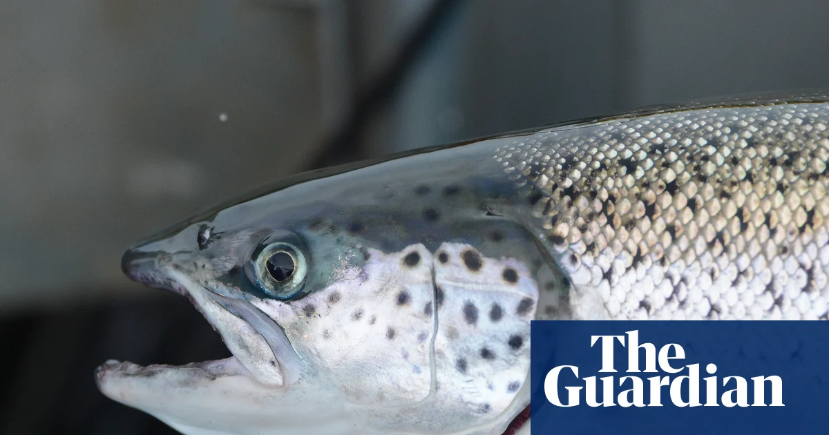 Tasmanian salmon farms blocked from using antibiotic florfenicol after detection in wild fish 10km away | Tasmania