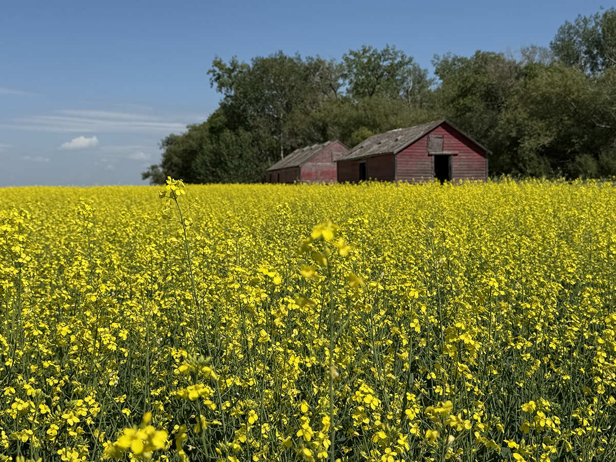 A canola field in full bloom with two old wooden sheds and some trees in the background.