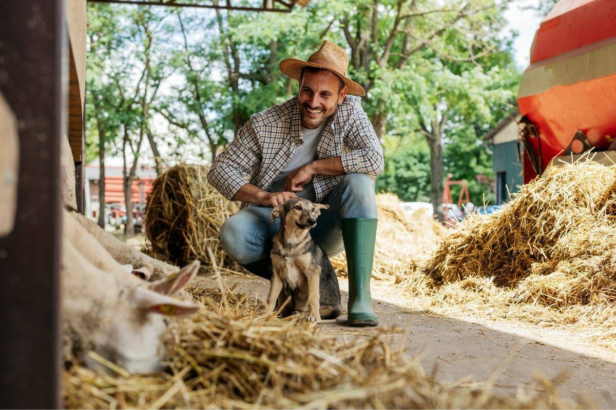 A farmer is squatting, smiling and scratching his dog's head as he watches some sheep eat hay beside them.