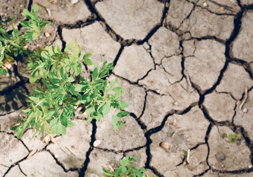 Looking down on soil that is hard and cracked due to drought with only a single, small, green plant visible on the left.
