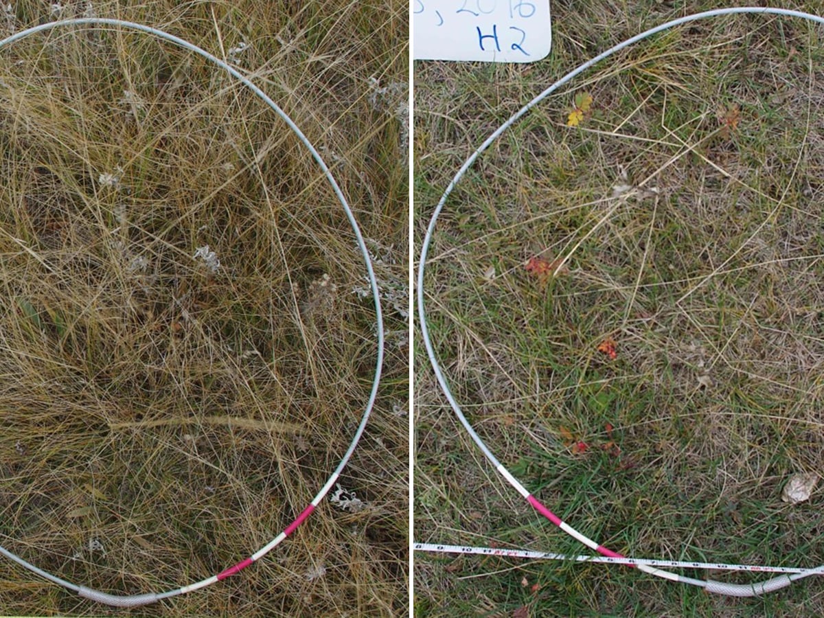 Two images, both taken from above, showing a forage crop, on the left, with 100 per cent canopy cover and, on the right, less than 100 per cent canopy cover.