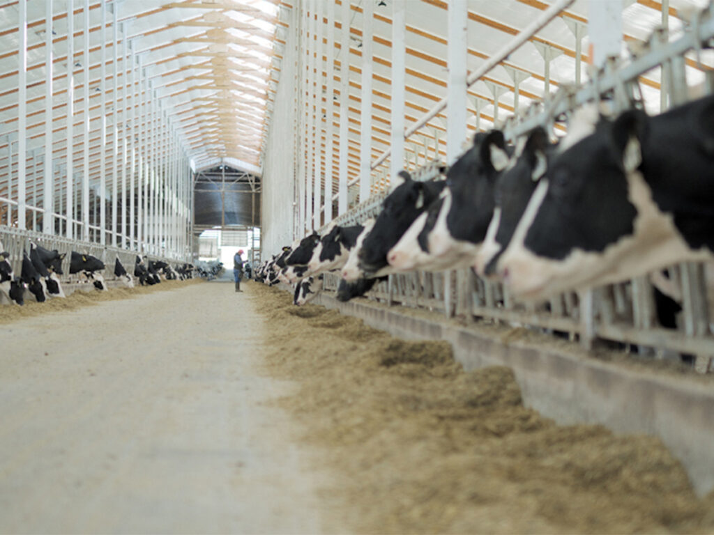 A low-angle image looking up the alleyway in a modern dairy barn with dairy cattle on both sides.