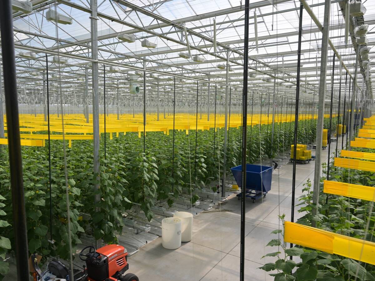 Greenhouse interior Source FVGC