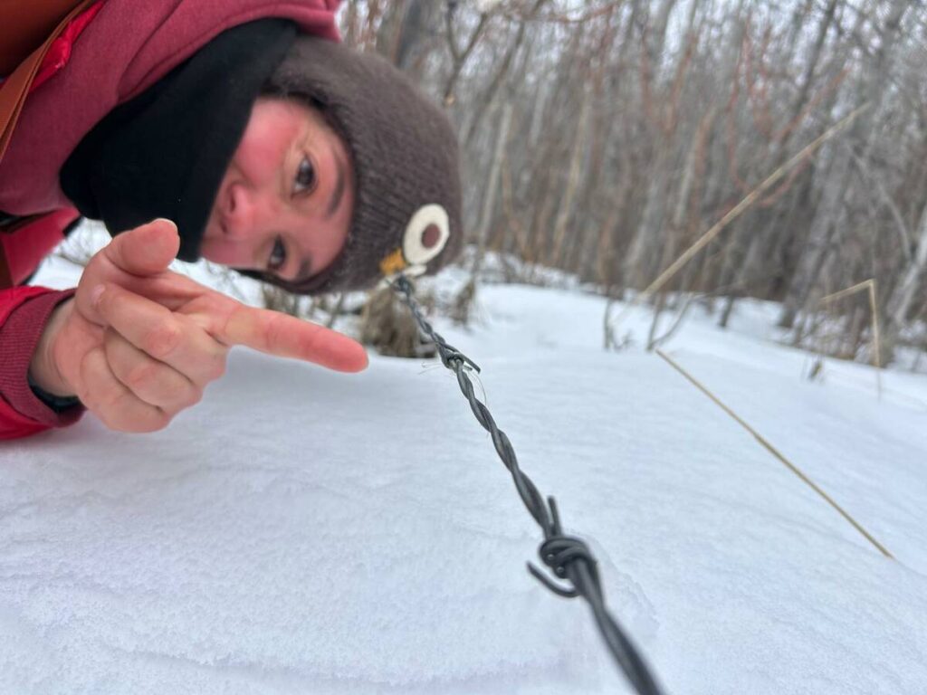 A woman in a winter coat and toque lays on her side in the snow pointing with her index finger at some animal hair caught in one of the barbs on a barbed-wire fence.