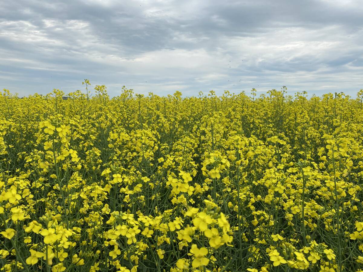 A canola field in full bloom under a mostly-overcast sky.