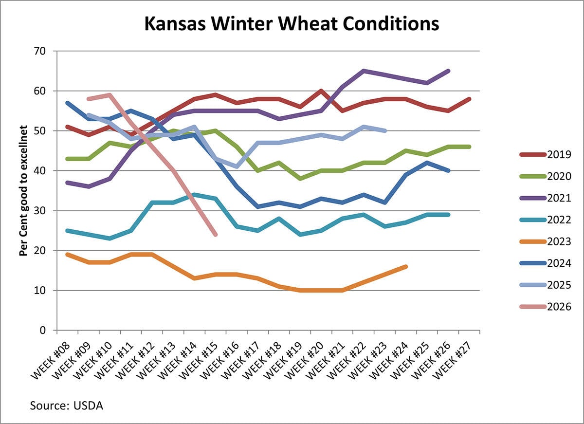 A chart entitled, "Kansas Winter Wheat Conditions" showing the week-by-week condition of each year's crop from 2019 to 2026.