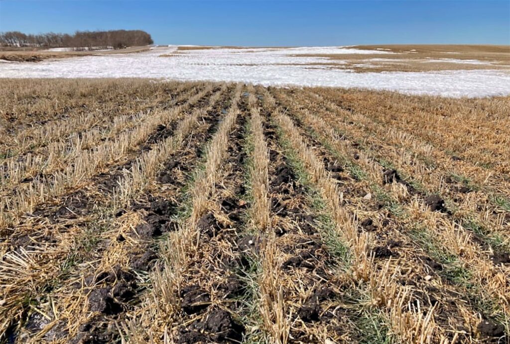 A field of winter wheat planted into barley stubble with ice and snow still visible in the distance on a sunny day with a clear blue sky.