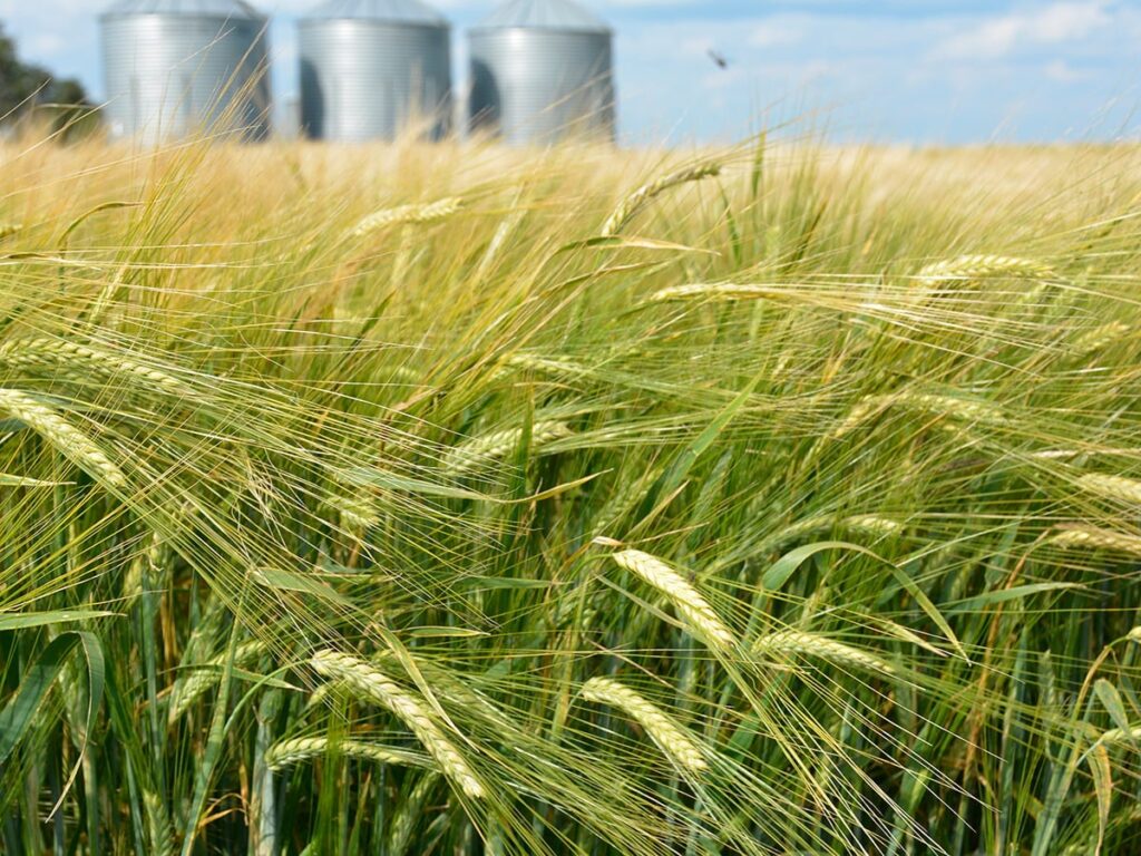 A green barley crop with several round, steel grain bins in the background.