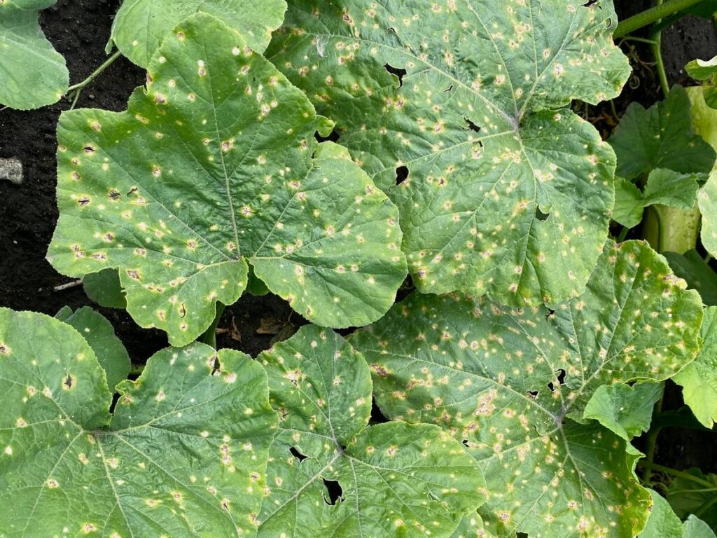 Brown spots are visible on the otherwise green leaves of a plant.