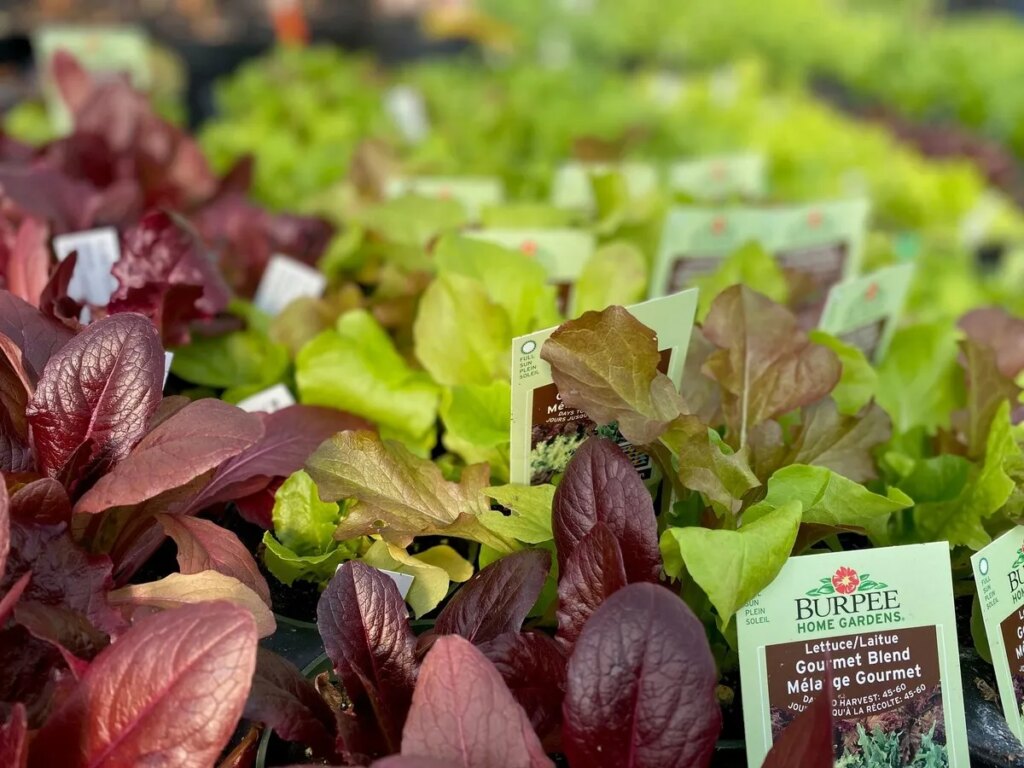 Pre-started lettuce and other salad greens grow quickly this time of year. 