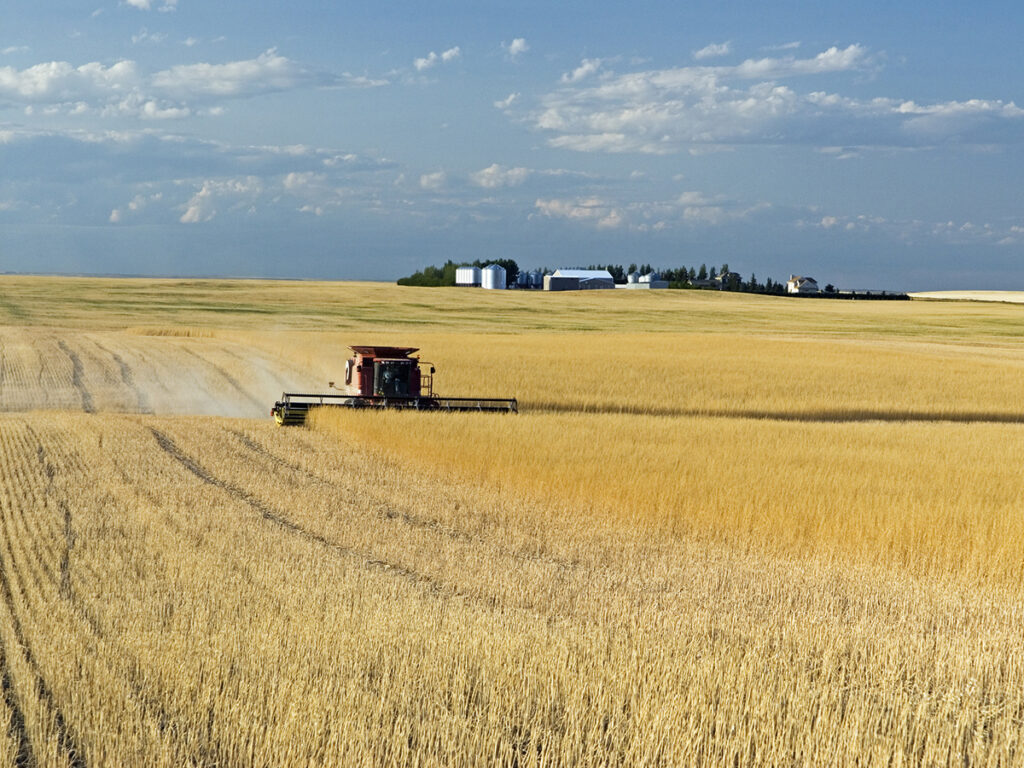 A combine straight cuts mustard in a field with a farmyard in the background.