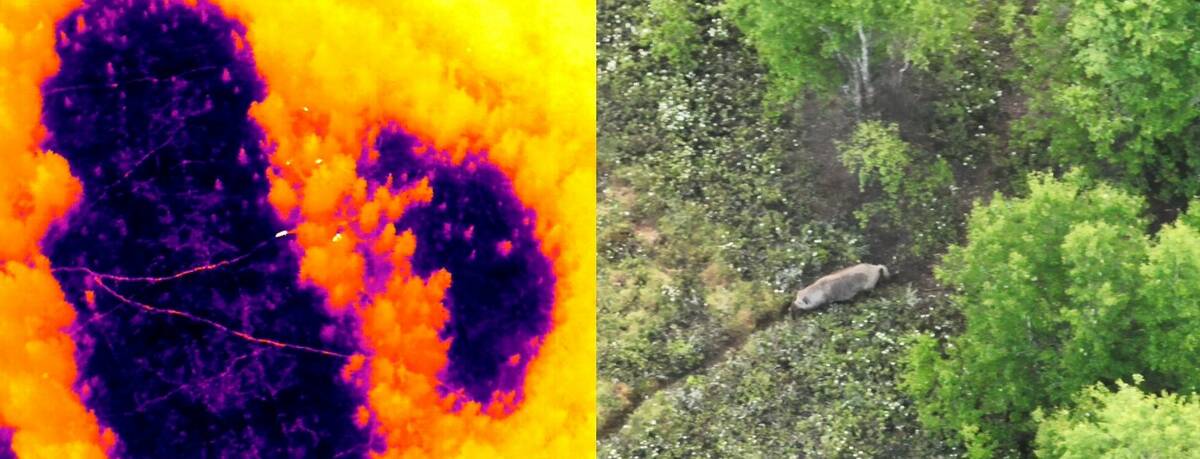 Two drone photos side-by-side showing infrared and RGB images of sows with piglets together.